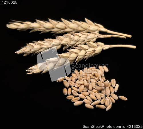 Image of wheat ears