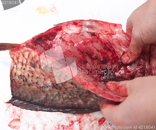 Image of fresh fish in hands