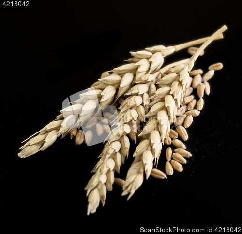 Image of wheat ears