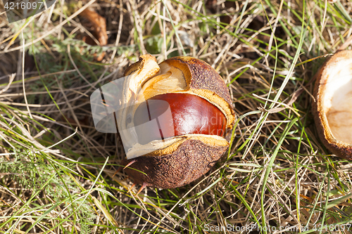 Image of ripe fruit chestnut