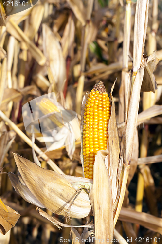 Image of agricultural field with corn