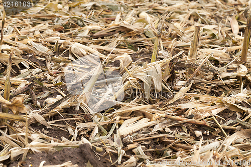 Image of husks and leaves of corn