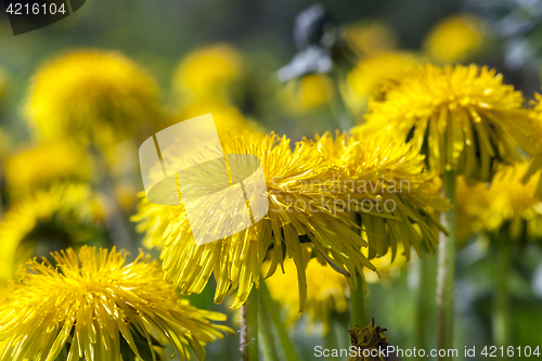 Image of yellow dandelions in spring