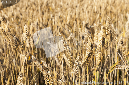 Image of wheat farming field