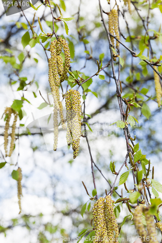 Image of birch catkins, outdoors