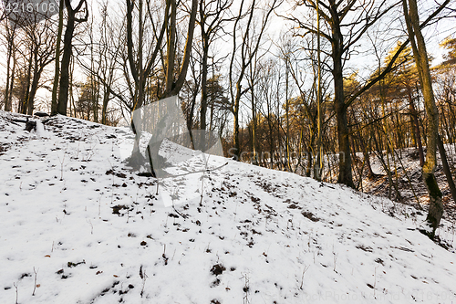 Image of Forest in winter