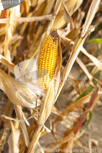 Image of Ripe yellow corn