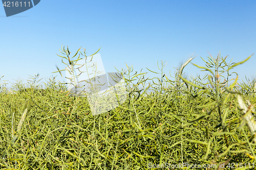 Image of Field with cereal