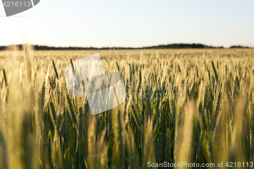 Image of Field with cereal