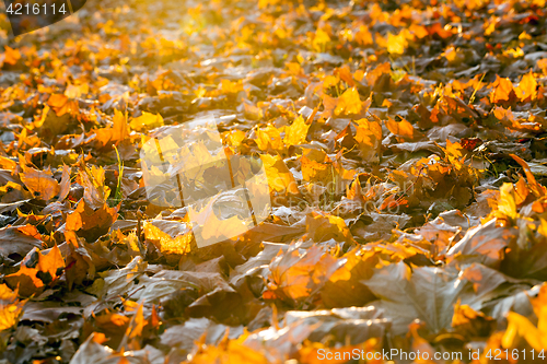 Image of The fallen maple leaves