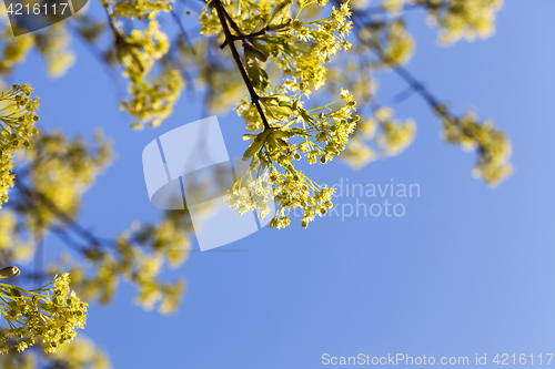 Image of flowering maple tree