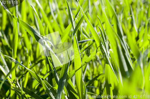 Image of Field with cereal