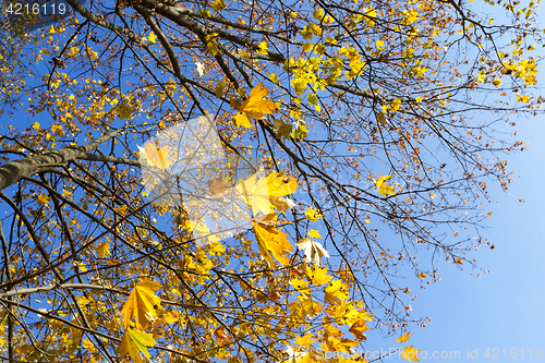 Image of yellowed maple trees in autumn