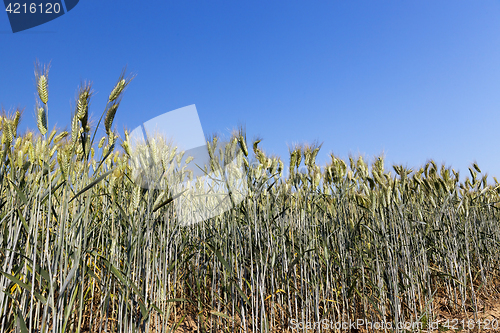 Image of green unripe cereal