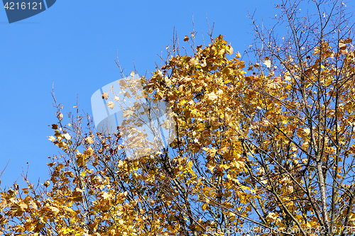 Image of yellowed maple trees in autumn