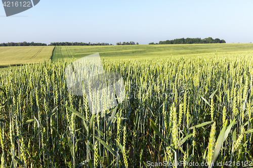 Image of Field with cereal