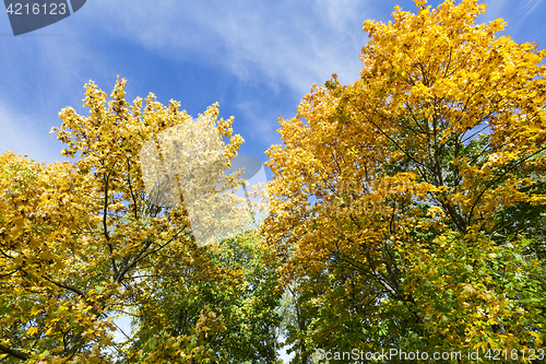 Image of trees in autumn season
