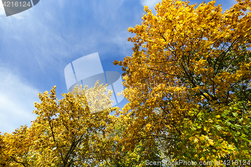 Image of yellowed maple trees in the fall