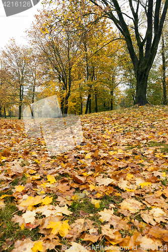 Image of leaves in autumn park