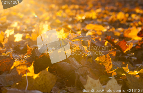 Image of fallen leaves of a maple