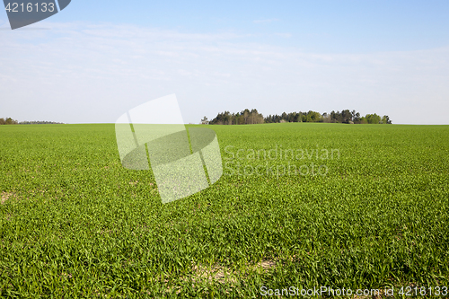 Image of Field with cereal