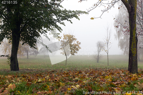 Image of Fog in autumn season