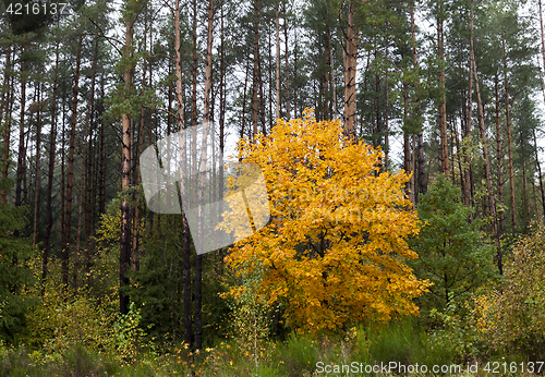 Image of Maple Park in autumn