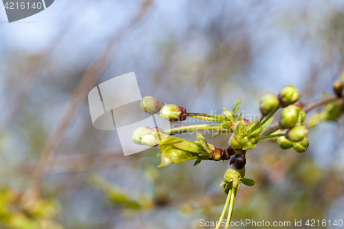 Image of green buds of apple