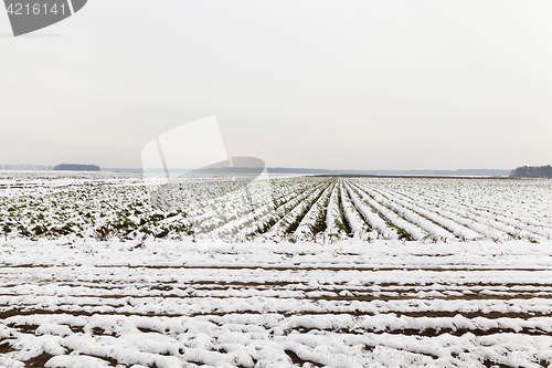 Image of carrot harvest in the snow