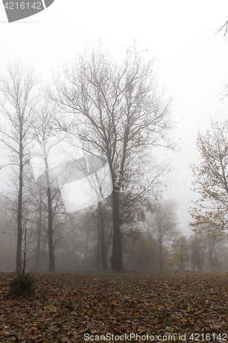 Image of Fog in autumn season