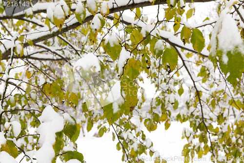 Image of trees in the snow