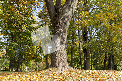 Image of yellowed maple trees in autumn