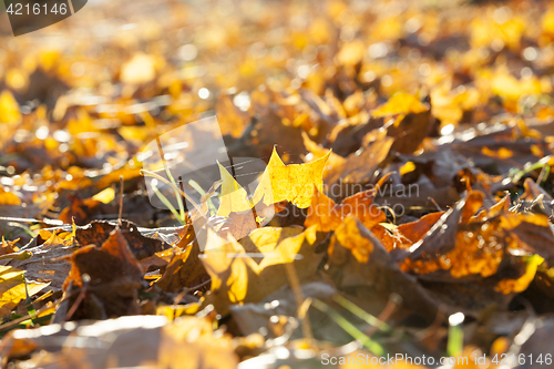 Image of The fallen maple leaves