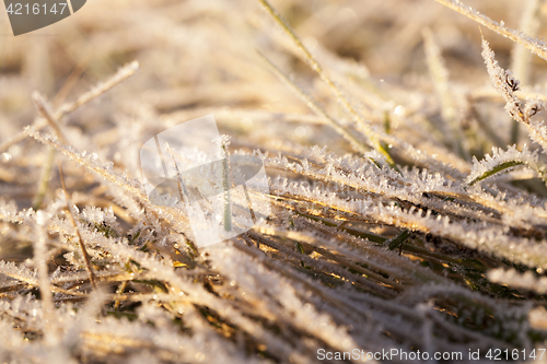 Image of green grass in the frost