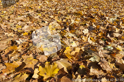 Image of fallen leaves of a maple