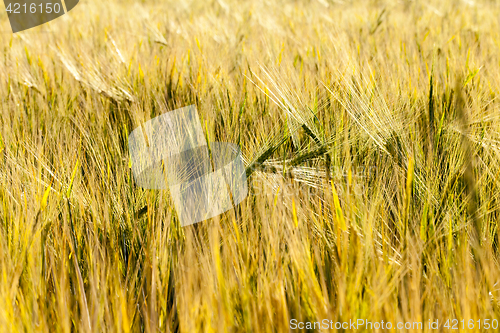 Image of yellow farm field