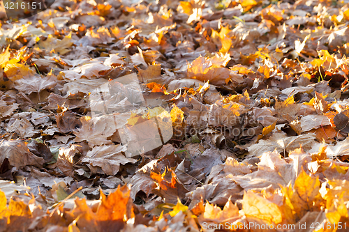 Image of fallen leaves of a maple