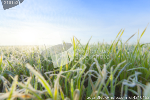 Image of young grass plants, close-up