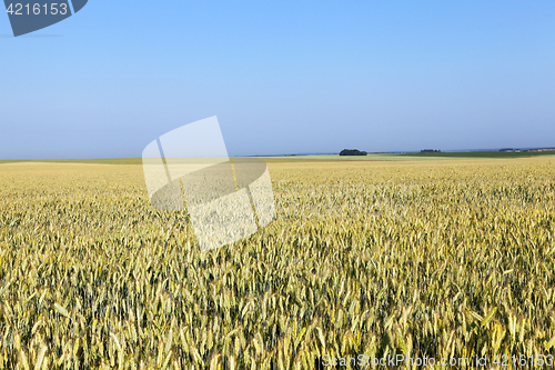 Image of immature yellowing wheat