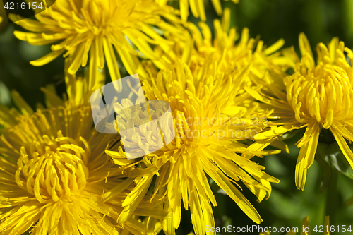 Image of yellow dandelions in spring