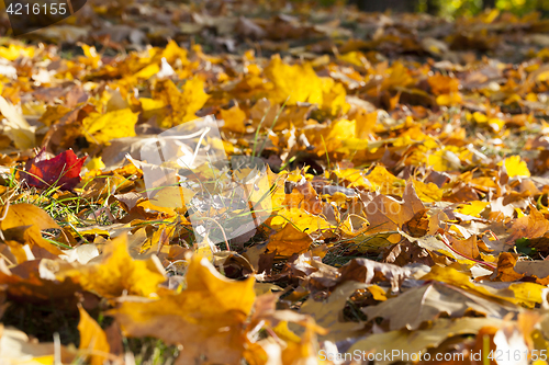 Image of The fallen maple leaves