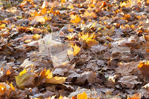 Image of The fallen maple leaves