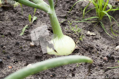 Image of green onions in the field