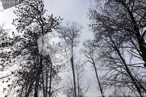 Image of trees in winter, day