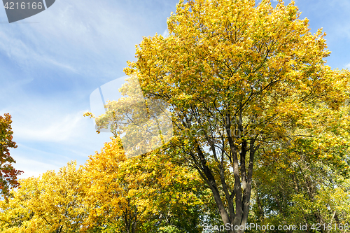 Image of Maple Park in autumn