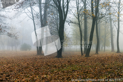 Image of Fog in autumn season