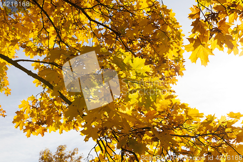 Image of yellowed maple trees in autumn