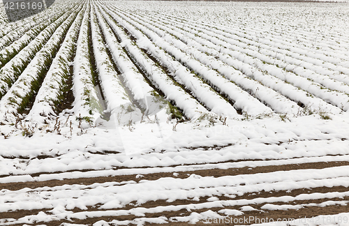 Image of carrot harvest in the snow