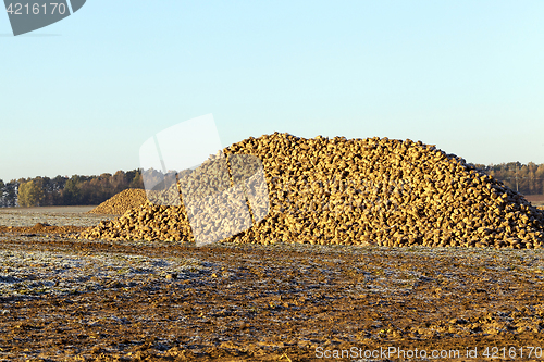 Image of beet roots, the field