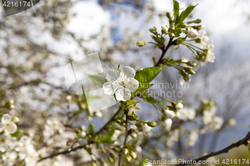 Image of White cherry flowers